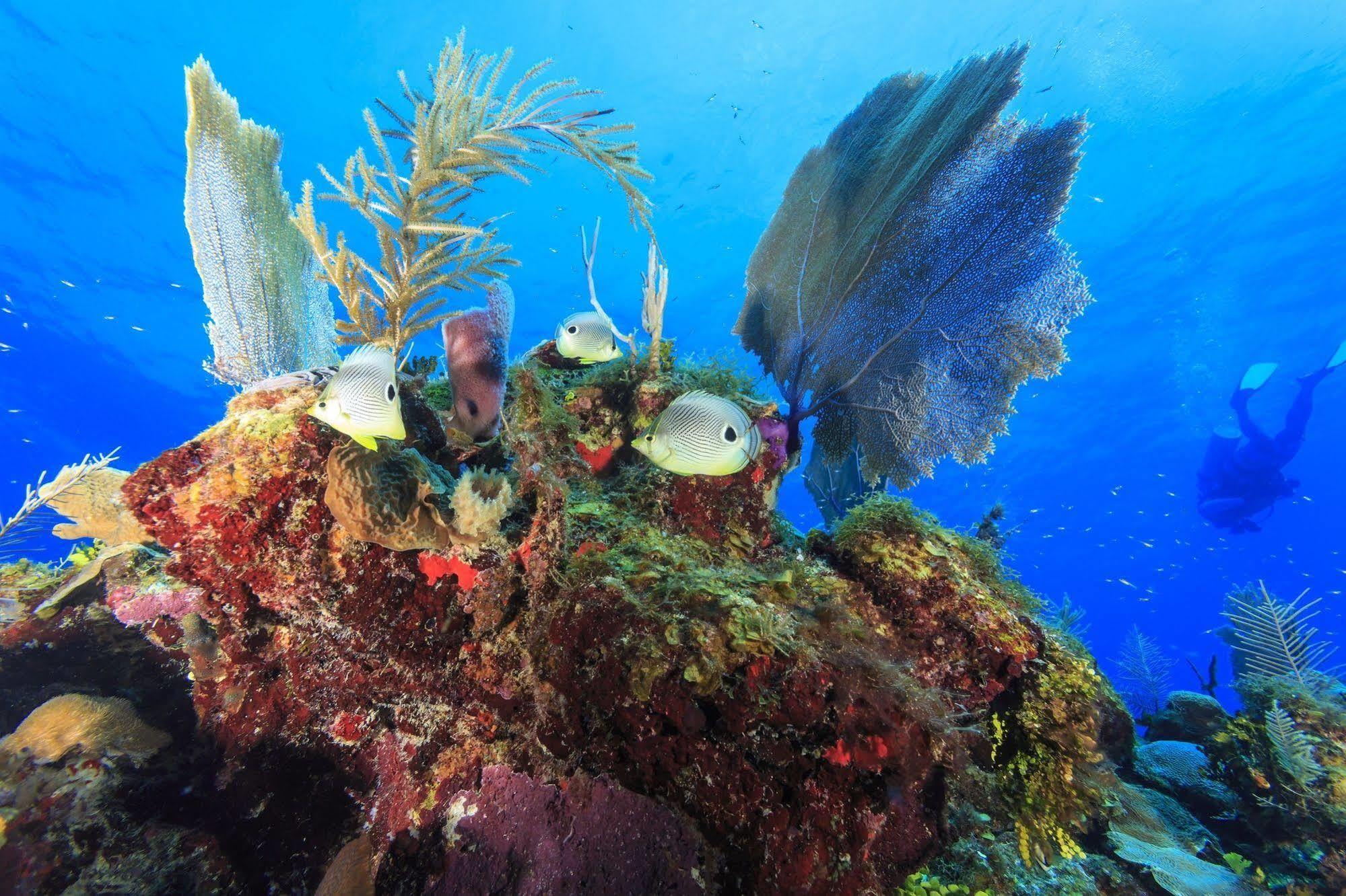 St. George'S Caye Resort Belize City Buitenkant foto